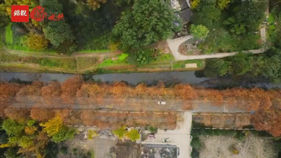 距成都1h！10余公里溫玉路梧桐大道迎最美春夏秋冬！