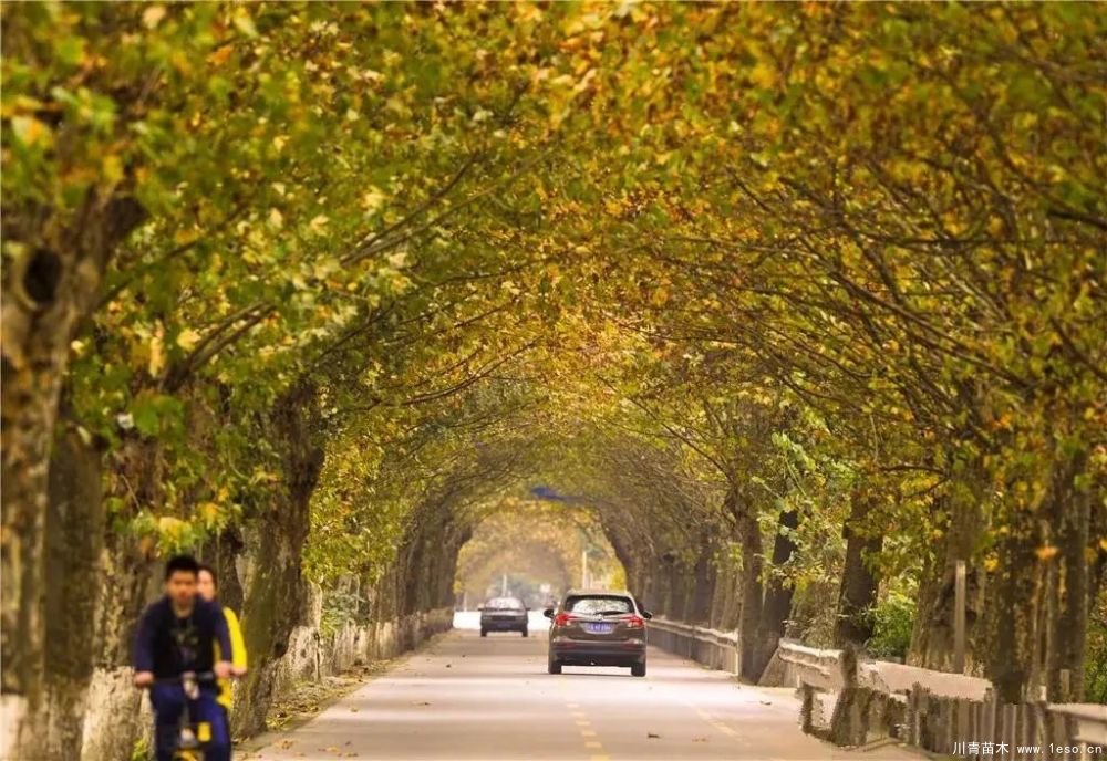 距成都1h！10余公里溫玉路梧桐大道迎最美春夏秋冬！