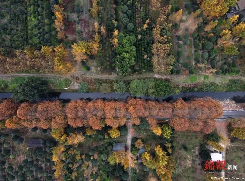 距成都1h！10余公里溫玉路梧桐大道迎最美春夏秋冬！