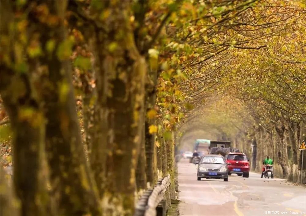 距成都1h！10余公里溫玉路梧桐大道迎最美春夏秋冬！