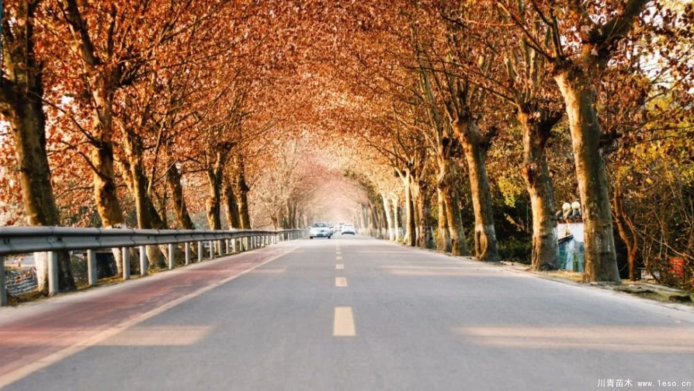 距成都1h！10余公里溫玉路梧桐大道迎最美春夏秋冬！