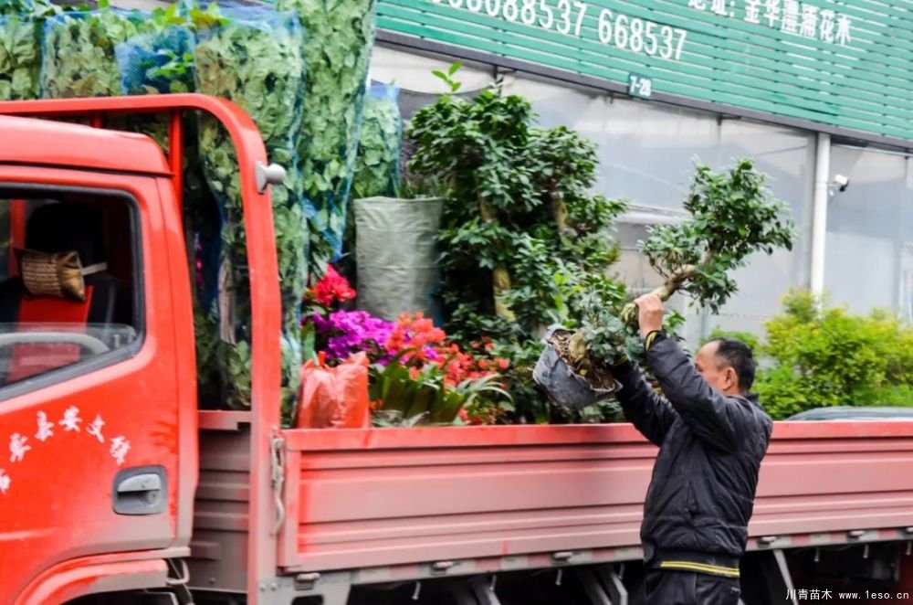 第十八屆中國(guó)金華花卉苗木交易會(huì)三大亮點(diǎn)，帶你上“云”