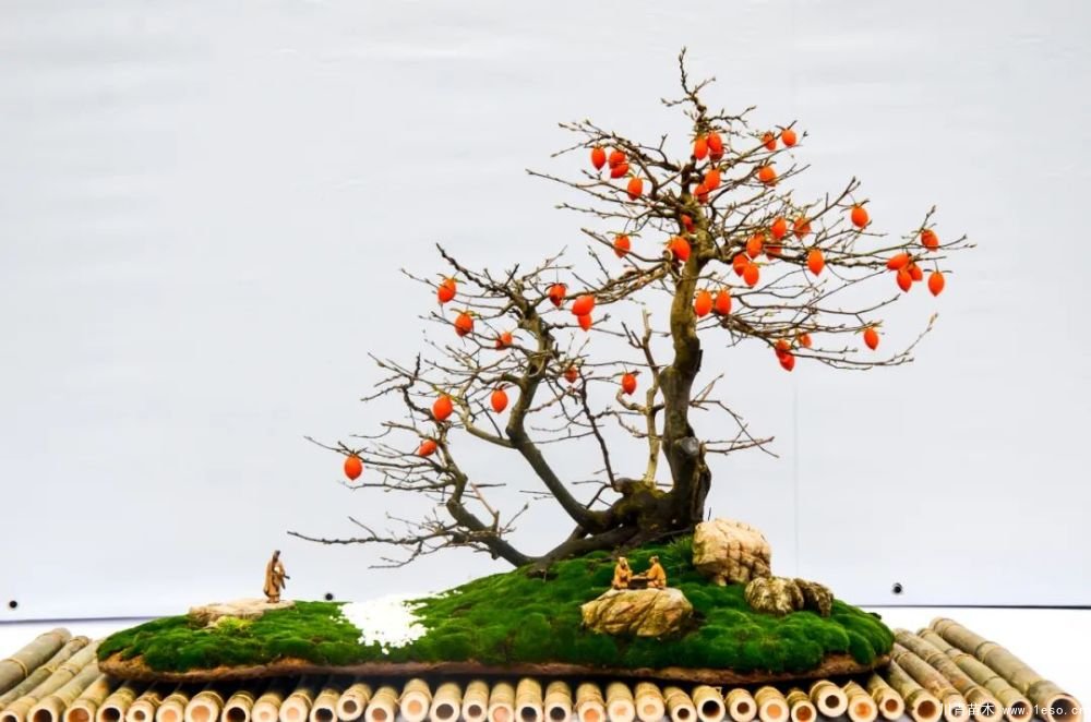 第十八屆中國(guó)金華花卉苗木交易會(huì)三大亮點(diǎn)，帶你上“云”