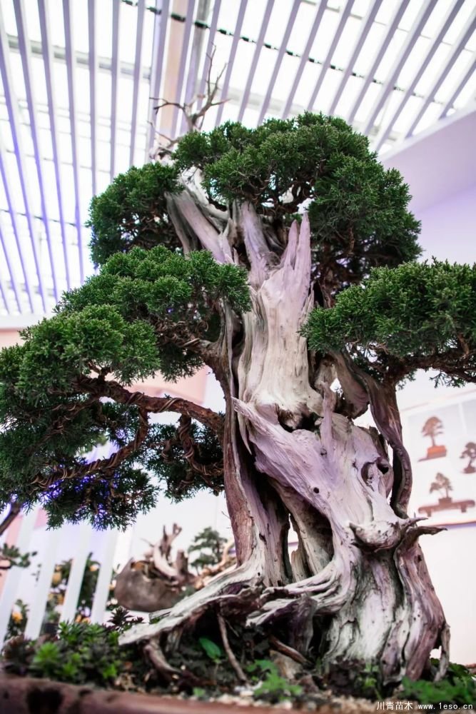 第十八屆中國(guó)金華花卉苗木交易會(huì)三大亮點(diǎn)，帶你上“云”