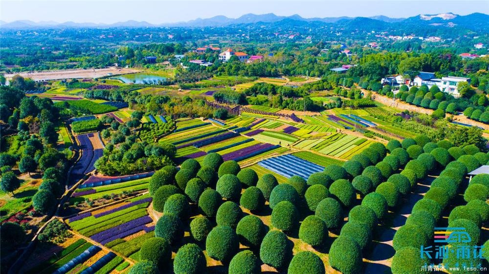 小小苗木開出“脫貧致富花”“一村一品”跳馬鎮(zhèn)豐收