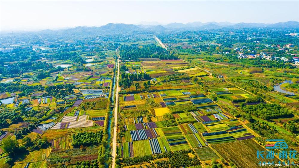 小小苗木開出“脫貧致富花”“一村一品”跳馬鎮(zhèn)豐收