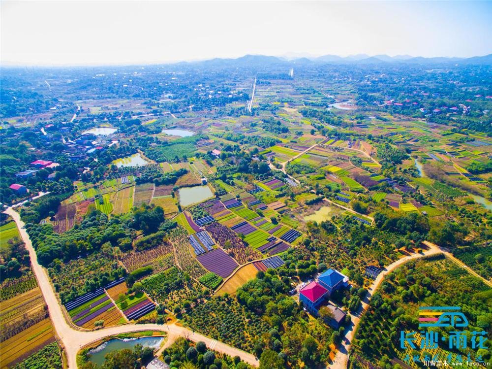 小小苗木開出“脫貧致富花”“一村一品”跳馬鎮(zhèn)豐收