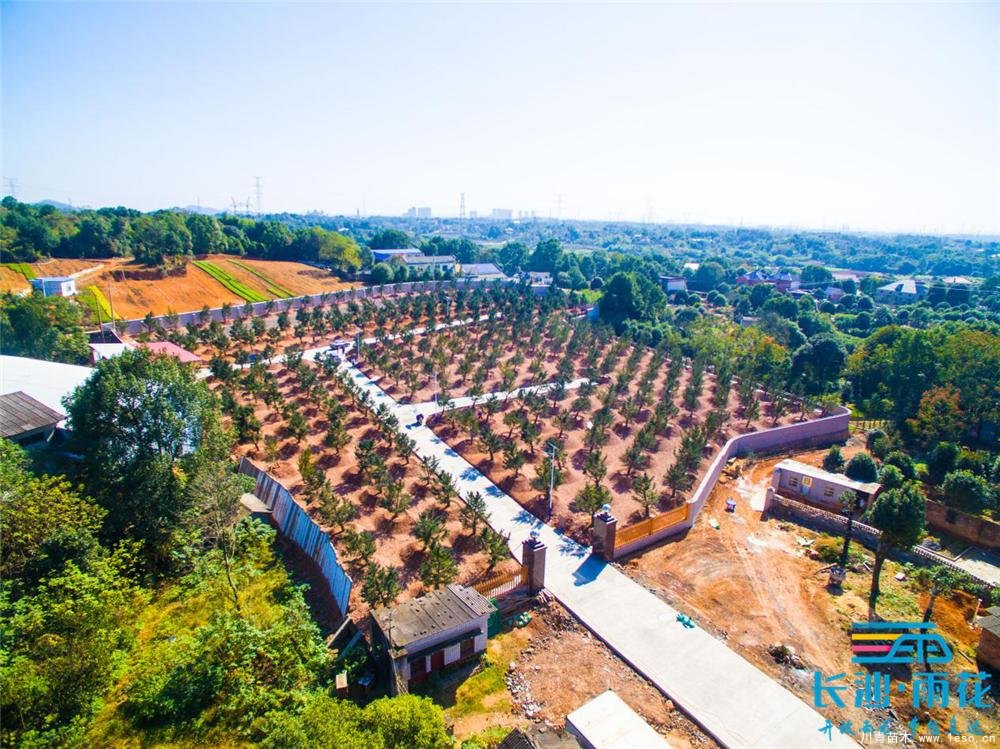 小小苗木開出“脫貧致富花”“一村一品”跳馬鎮(zhèn)豐收