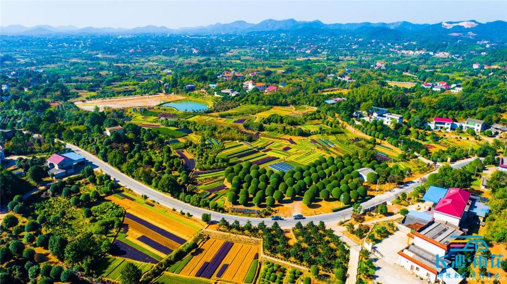 小小苗木開出“脫貧致富花”“一村一品”跳馬鎮(zhèn)豐收