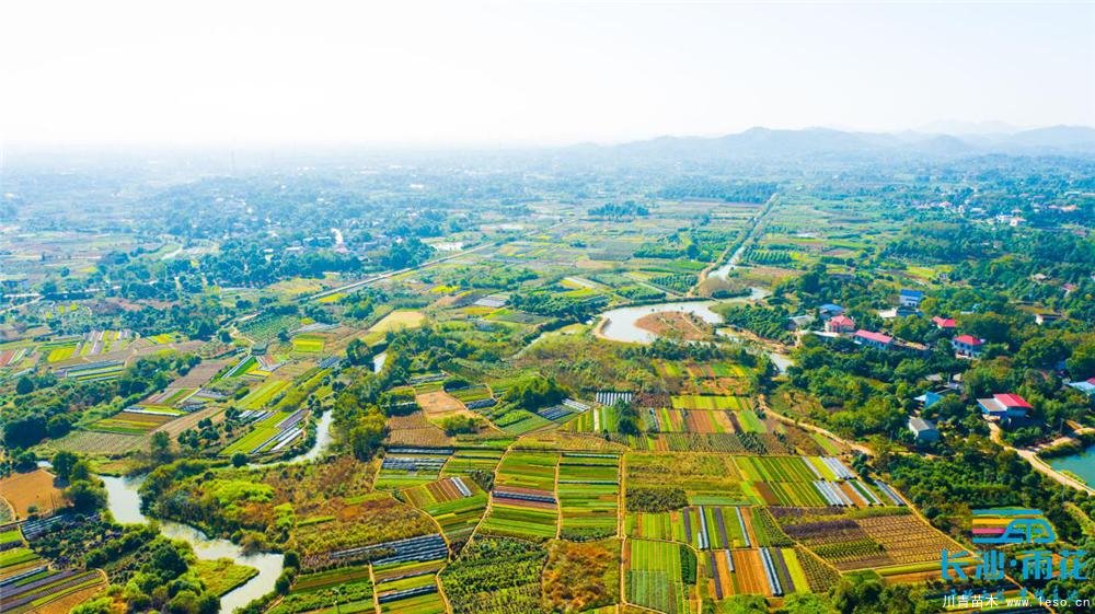 小小苗木開出“脫貧致富花”“一村一品”跳馬鎮(zhèn)豐收