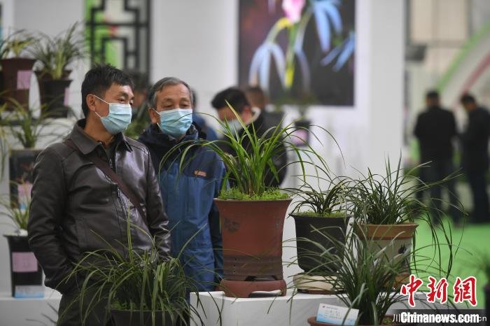 2020合肥苗木花卉交易大會開幕，市民近距離賞繁花