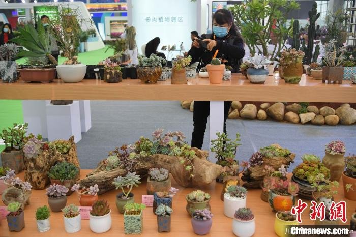 2020合肥苗木花卉交易大會開幕，市民近距離賞繁花