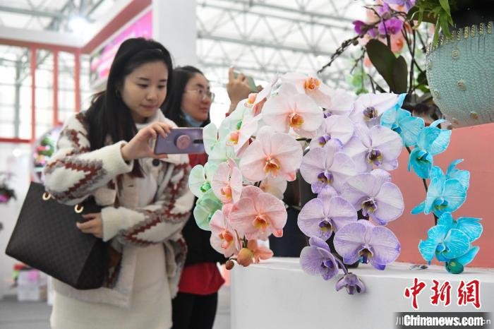 2020合肥苗木花卉交易大會開幕，市民近距離賞繁花