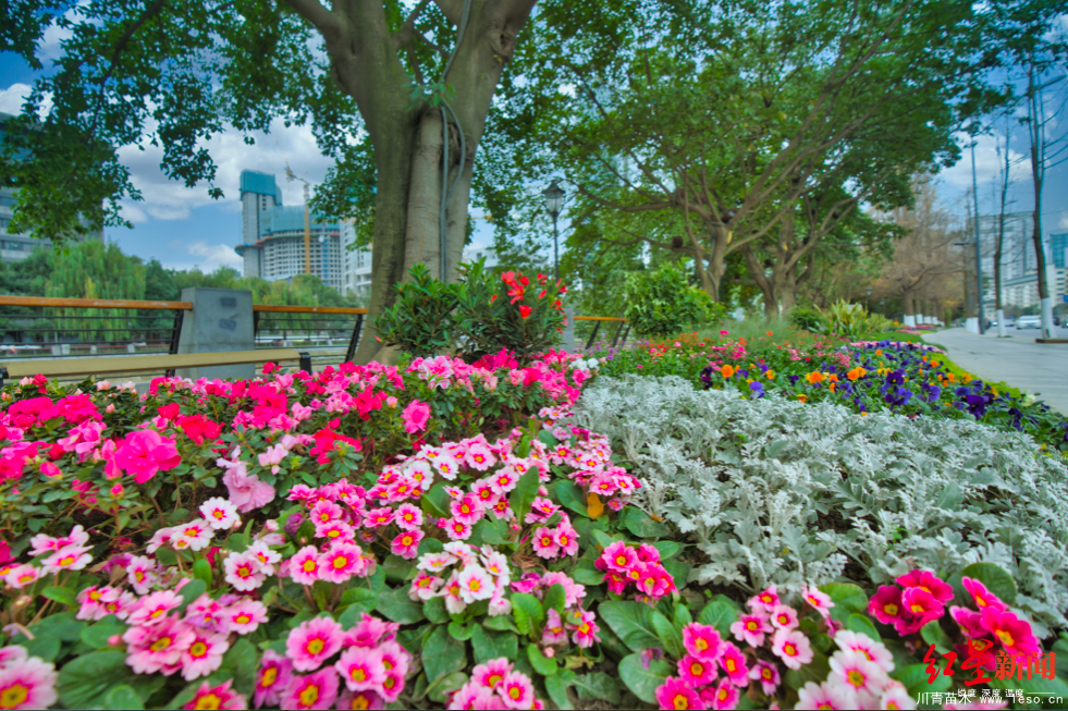 溫江、龍泉驛、新津?qū)⒂?～10年打造千億級(jí)花卉苗木產(chǎn)業(yè)！