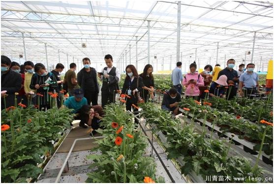 云南花卉世界合作之窗 打造特色花卉苗木產(chǎn)業(yè)集群