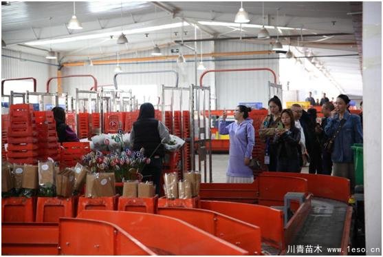 云南花卉世界合作之窗 打造特色花卉苗木產(chǎn)業(yè)集群