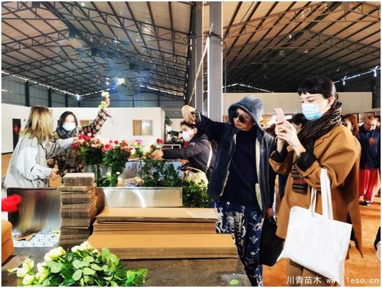 云南花卉世界合作之窗 打造特色花卉苗木產(chǎn)業(yè)集群