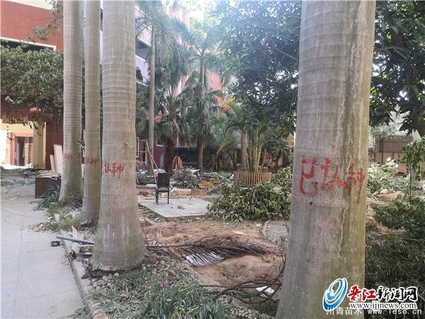 “最美庭院”拆遷所有苗木都已被認種了