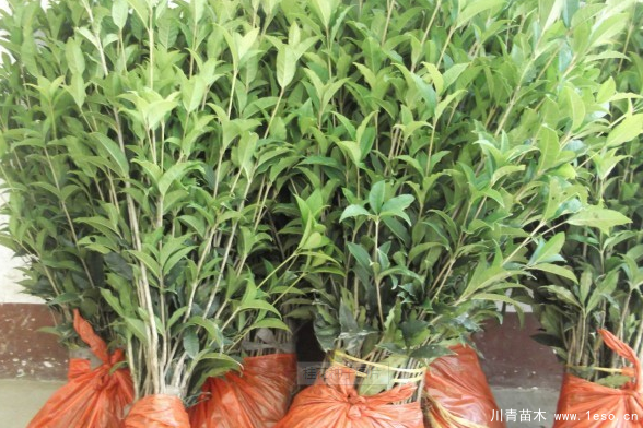 桂花樹(shù)什么時(shí)候種植好
