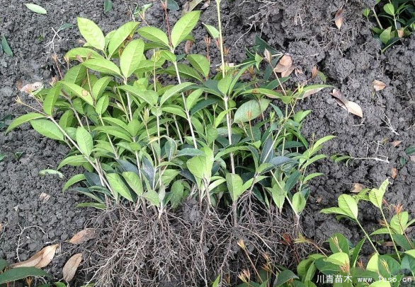 七月還能不能種植桂花樹(shù)呢？
