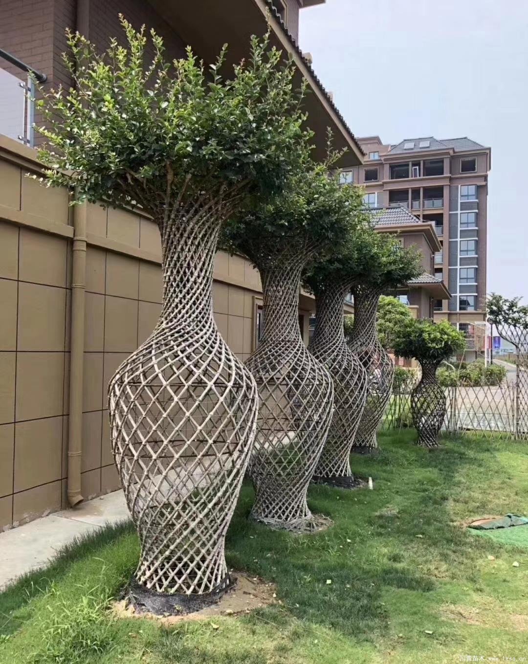 紫薇花瓶造型-植物造型風(fēng)景樹-庭院綠化