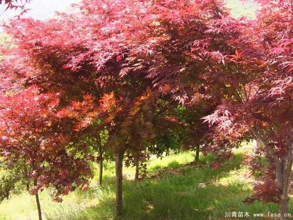 中國紅楓多少錢一棵？