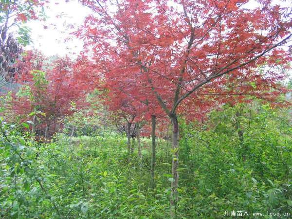 中國紅楓多少錢一棵？