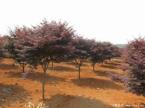 中國紅楓多少錢一棵？