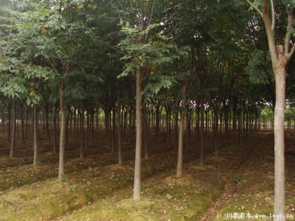 6公分8公分10公分欒樹價格多少錢一棵？