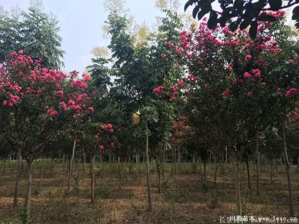 6公分8公分10公分欒樹價格多少錢一棵？