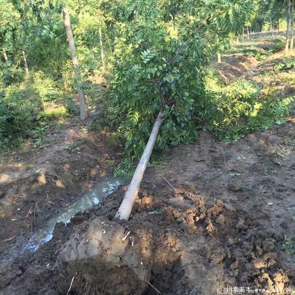 6公分8公分10公分欒樹價格多少錢一棵？