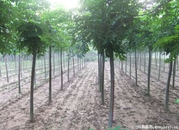 6公分8公分10公分欒樹價格多少錢一棵？