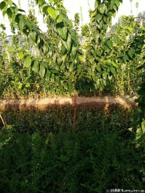 1.8米臘梅價格是多少錢一棵？