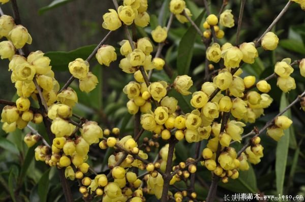 1.8米臘梅價格是多少錢一棵？