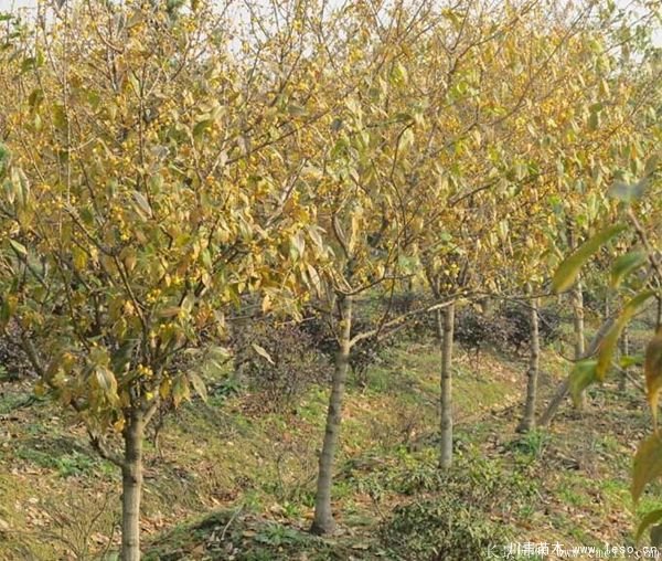 1.8米臘梅價格是多少錢一棵？