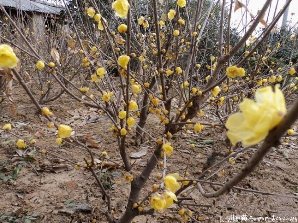 1.8米臘梅價格是多少錢一棵？