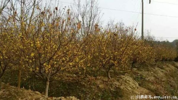 1.8米臘梅價格是多少錢一棵？