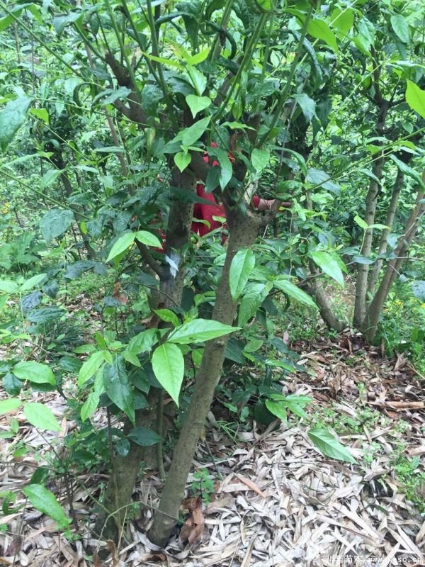 1.8米臘梅價格是多少錢一棵？