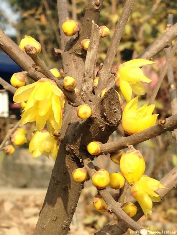 1.8米臘梅價格是多少錢一棵？