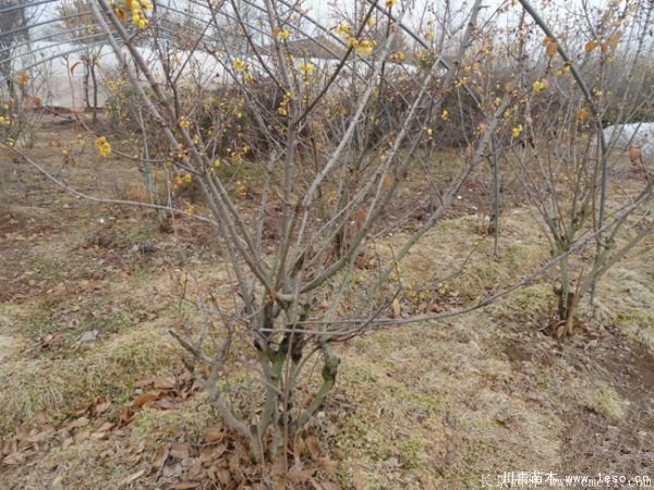 1.8米臘梅價格是多少錢一棵？