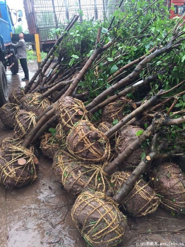 1.8米臘梅價格是多少錢一棵？