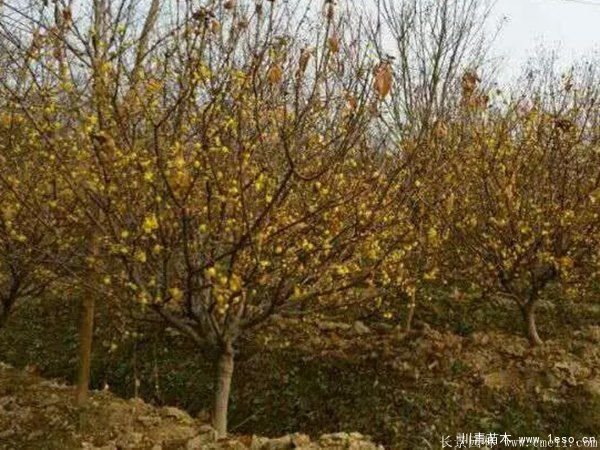 1.8米臘梅價格是多少錢一棵？